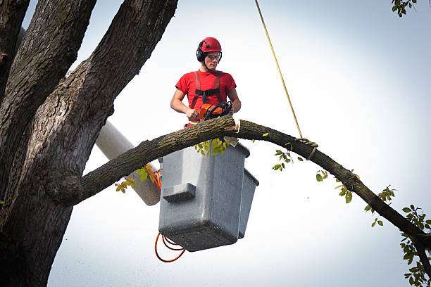 How Our Tree Care Process Works  in  Longtown, OK